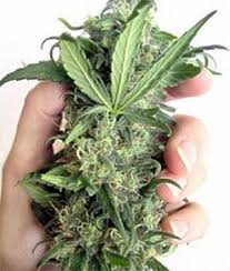 medical weed