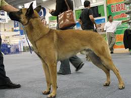 belgian malinois dog