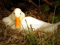 gambar bebek