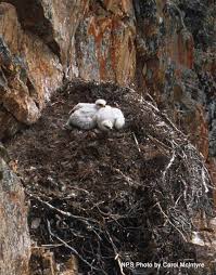 golden eagle breeding