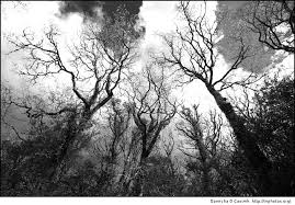 halloween trees