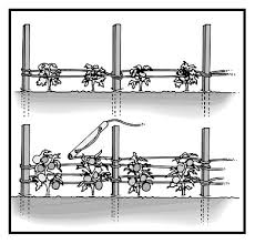 wooden tomato stakes