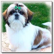 shih tzu grooming