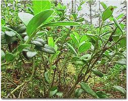 pictures dwarf shrubs