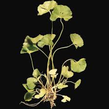 brahmi leaves
