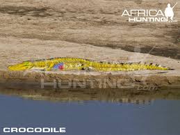 hunting crocodile