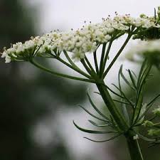 photo fleur de cumin