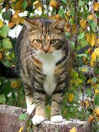 cat in tree