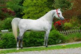 اجمل انواع الخيول Lahab10
