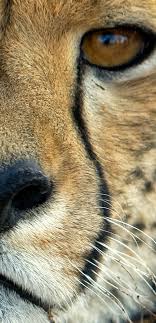 cheetah face