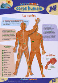 muscles du corps humain