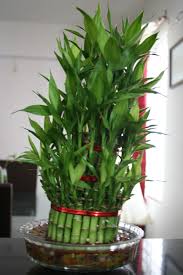 indoor bamboo