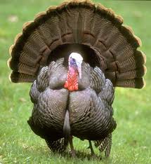 turkey birds
