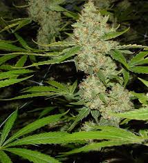 grow marijuana