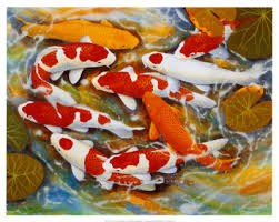 koi fish poster