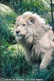 الأسود البيضاء Lion%2520blanc1