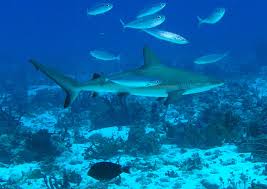 real sharks