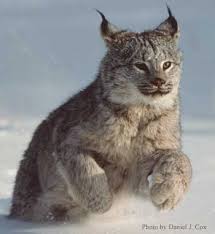 photo lynx