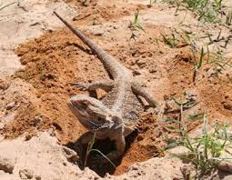 bearded dragon gallery