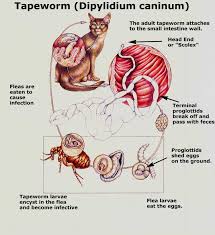 tapeworms in cats