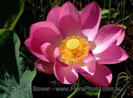 lotus nelumbo nucifera
