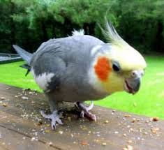 cockatiel