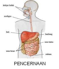sistem pernafasan manusia