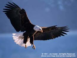 bald eagle images