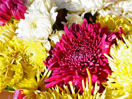 chrysanthemum flower pictures