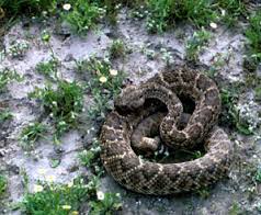 animals of the western us