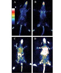 bioluminescence imaging