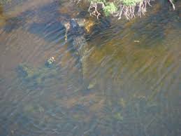 hunting crocodile