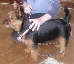 australian terrier