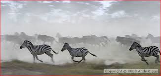 safari landscapes