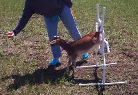 goat toys