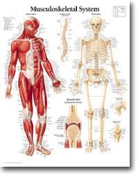 anatomical poster