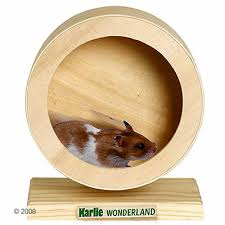 rodent exercise wheel