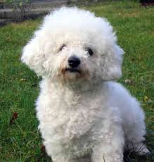 bichon