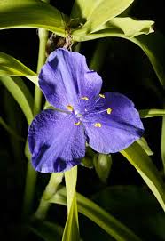 spiderwort