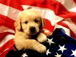 photo de chien trop mignon