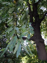bay laurel leaves
