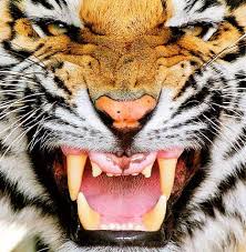 teeth tiger