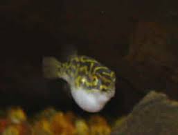 figure 8 puffer