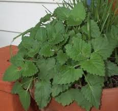 catnip plant