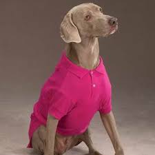 pit bull clothes