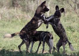 african wild dog