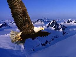 image aigle