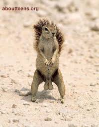 squirell