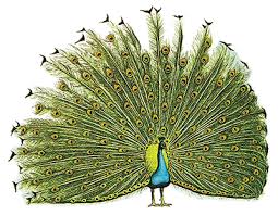 peacock pictures