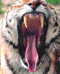 teeth tiger